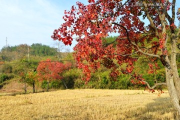 绚丽红叶