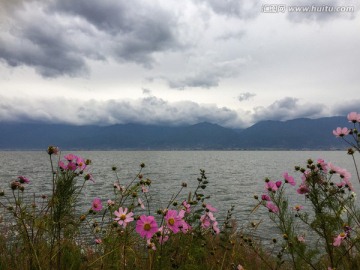 云南洱海 格桑花