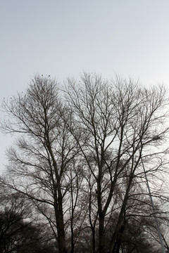 冬天 秃树 树木