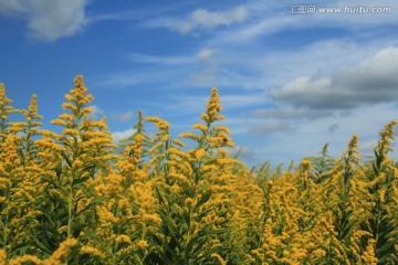 油菜花