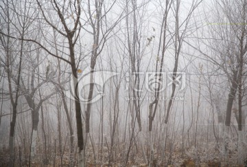 大雾 小树林