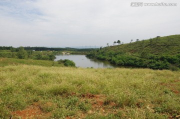 池塘边的狗尾巴草