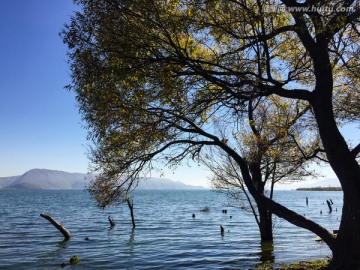 大理洱海 湖边树木