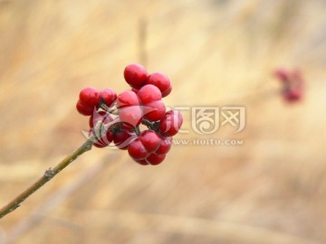 红果 野果