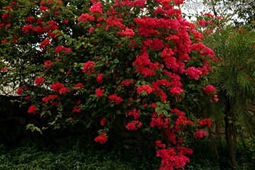 鲜花烂漫