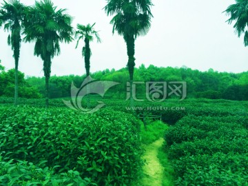 茶林 茶园 绿茶
