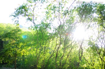 树林太阳