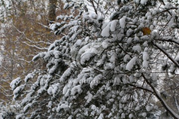 雪松