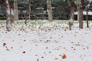 雪地