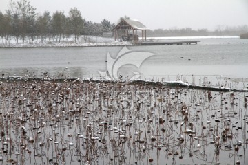 冬天的湿地公园