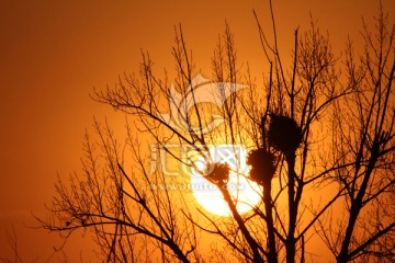 夕阳红 鸟巢 鸟窝