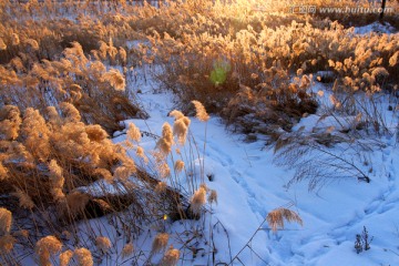 湿地 芦苇 冬天