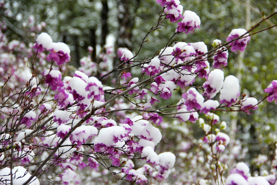 杜鹃花雪景