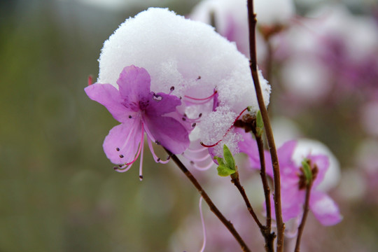 杜鹃花雪景