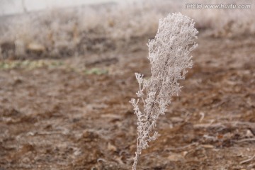 霜冻的植物