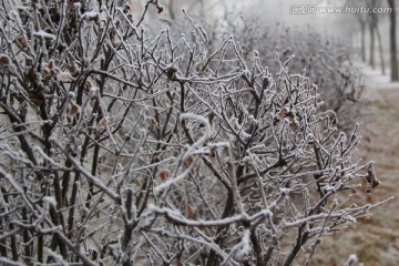 霜冻植物