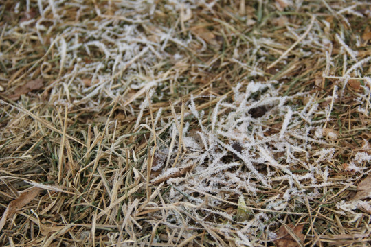 霜冻的草