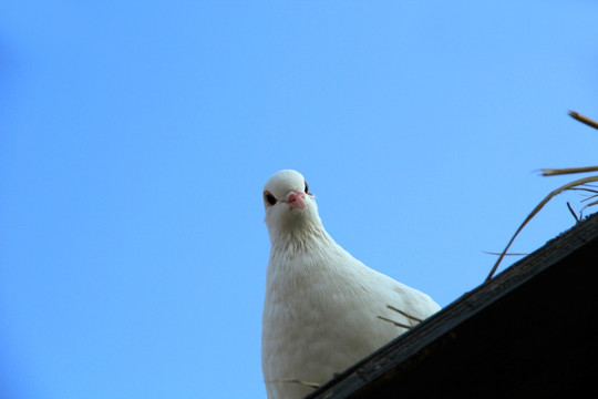 鸽子