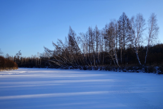 雪原树林