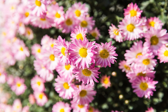 菊花丛