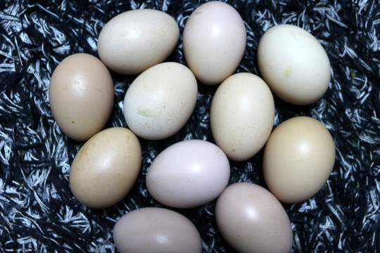 草鸡蛋 散养鸡蛋