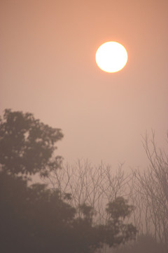 雾中太阳