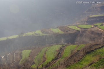 小麦梯田