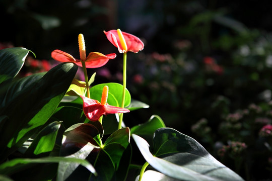 花艺花卉 草本植物 插花