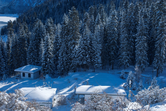 雪岭云杉