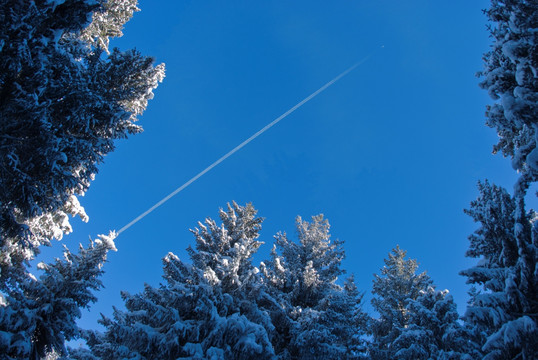 天山雪松