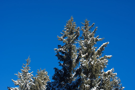 雪松