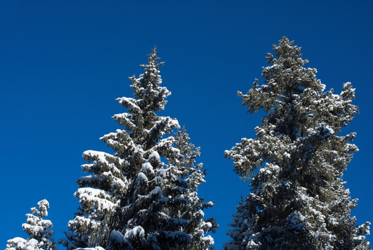 天山雪松