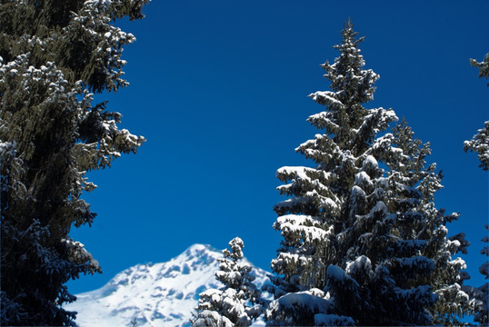 天山雪松