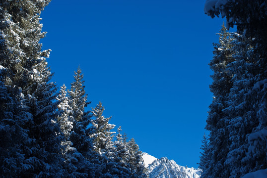 天山雪松