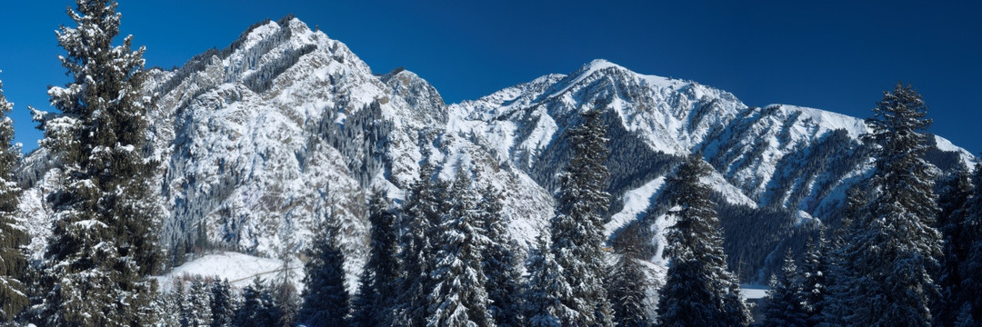 雪山松树