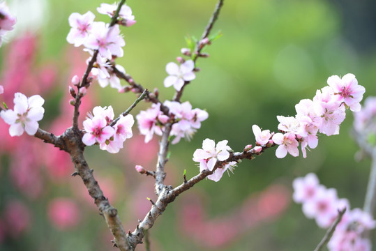 梅花
