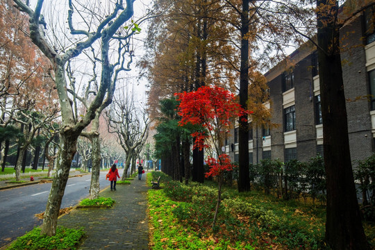 复旦大学校园风光