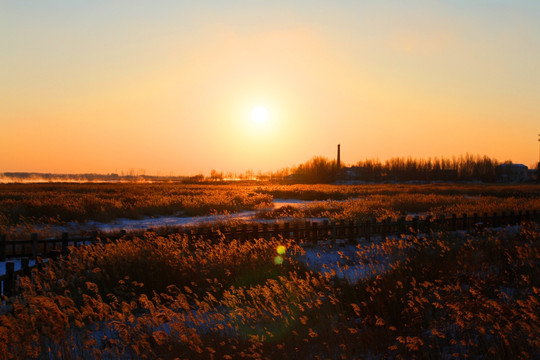 湿地 冬天 白雪 芦苇