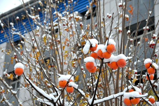 雪里红柿 平安是福