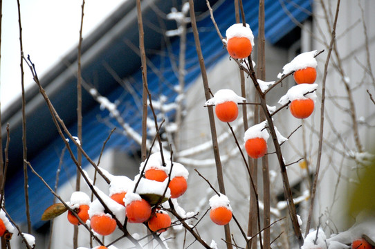雪里红柿 平安是福