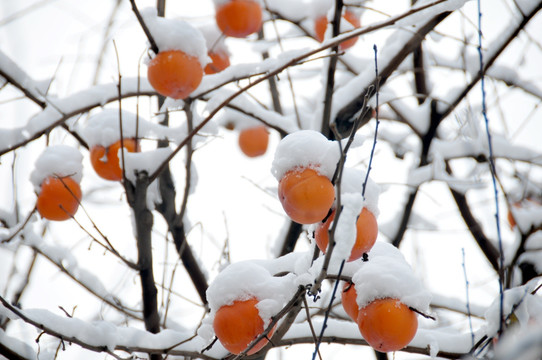 平安是福 雪与柿子