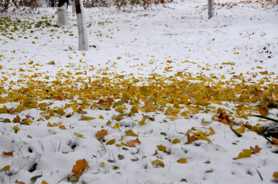 雪里落叶 银杏树叶