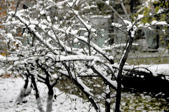 千树万树梨花开 雪与树