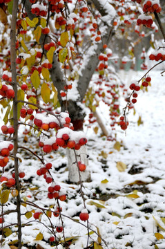 鸿运当头照 雪里红海棠