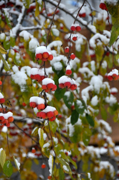 鸿运当头照 雪里红海棠