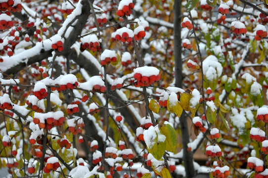 鸿运当头照 雪里红海棠