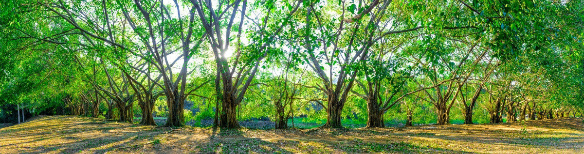 阳光大森林全景图