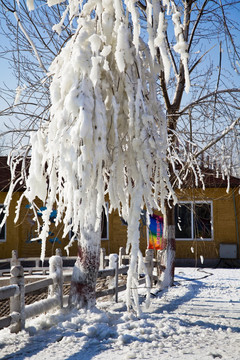 冰挂 树挂 雪
