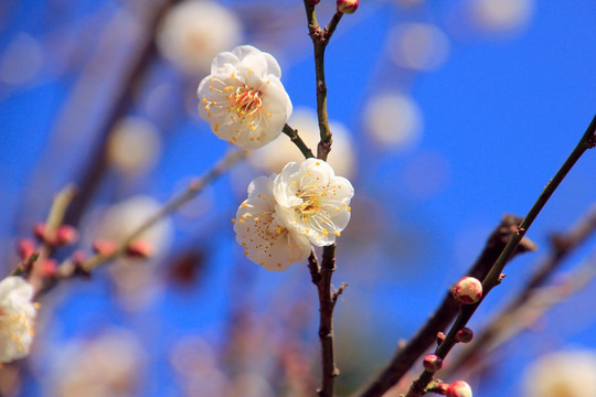 白梅花