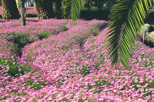 小菊花